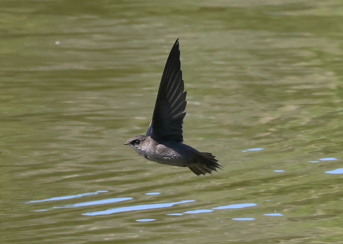 Vaux's Swift - ML642230992