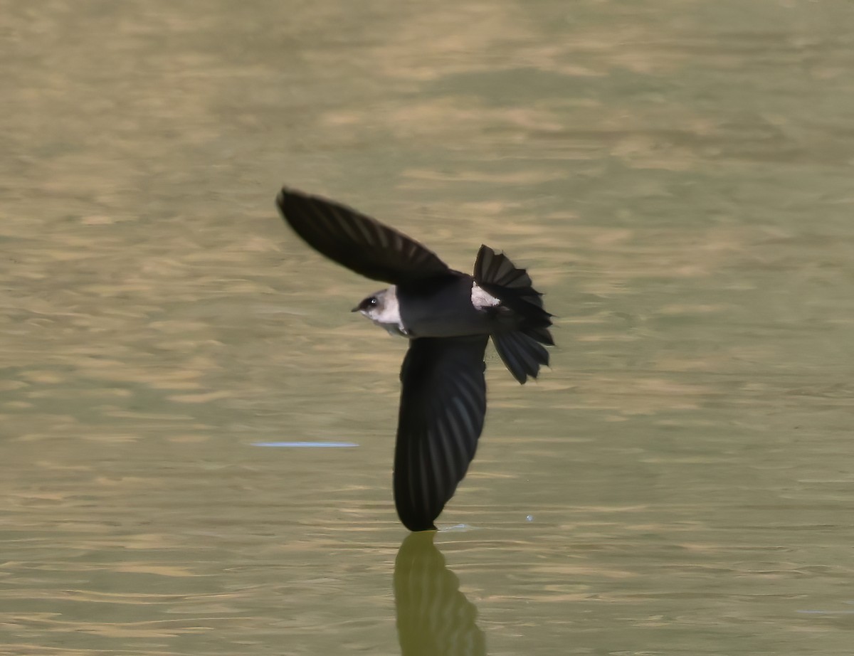 Vaux's Swift - ML642230993