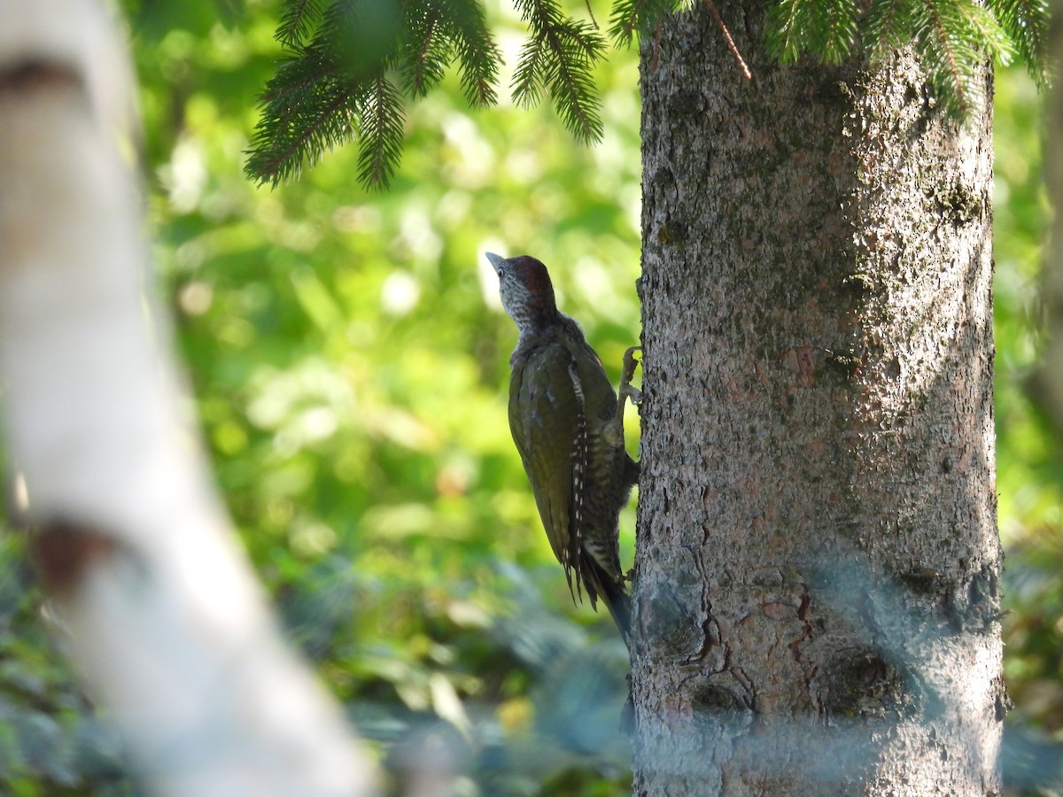 Eurasian Green Woodpecker - ML642230996