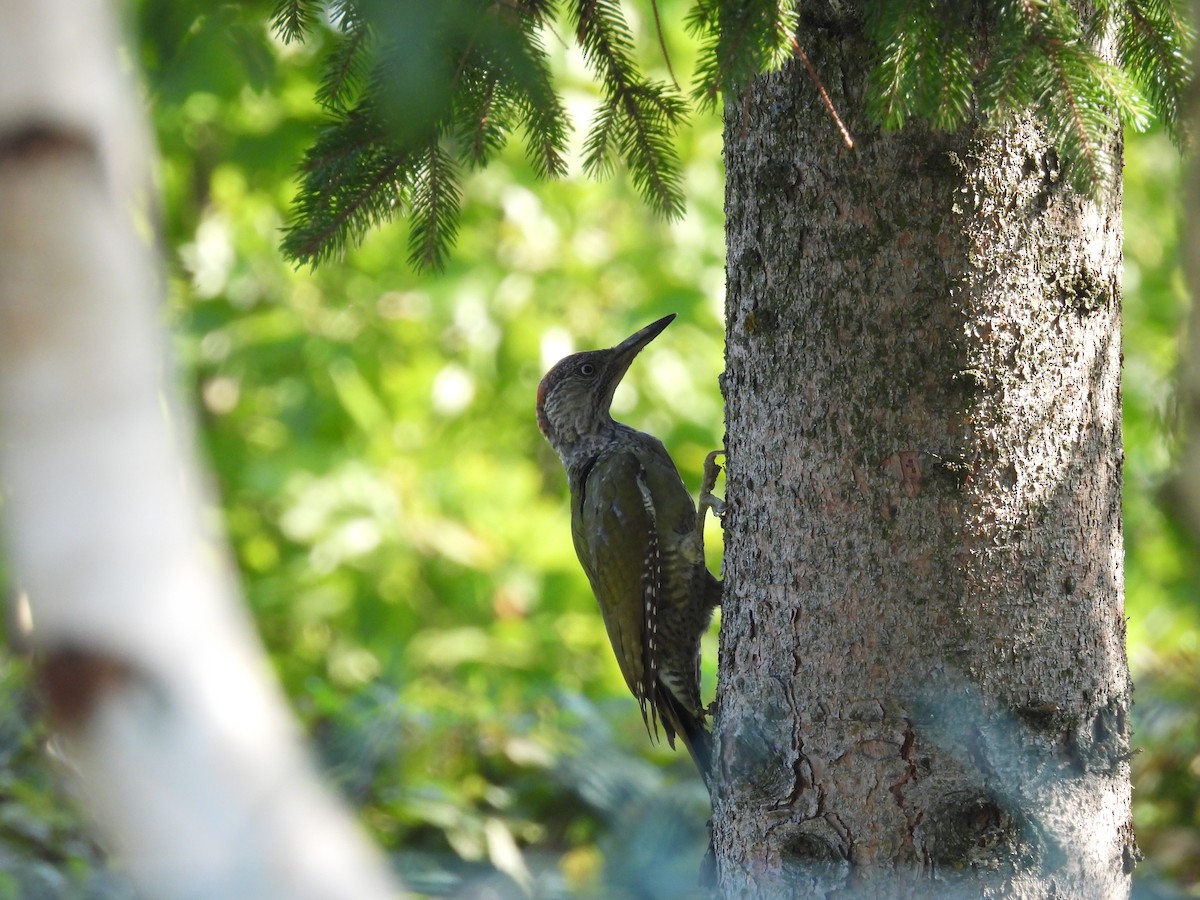 Eurasian Green Woodpecker - ML642230997