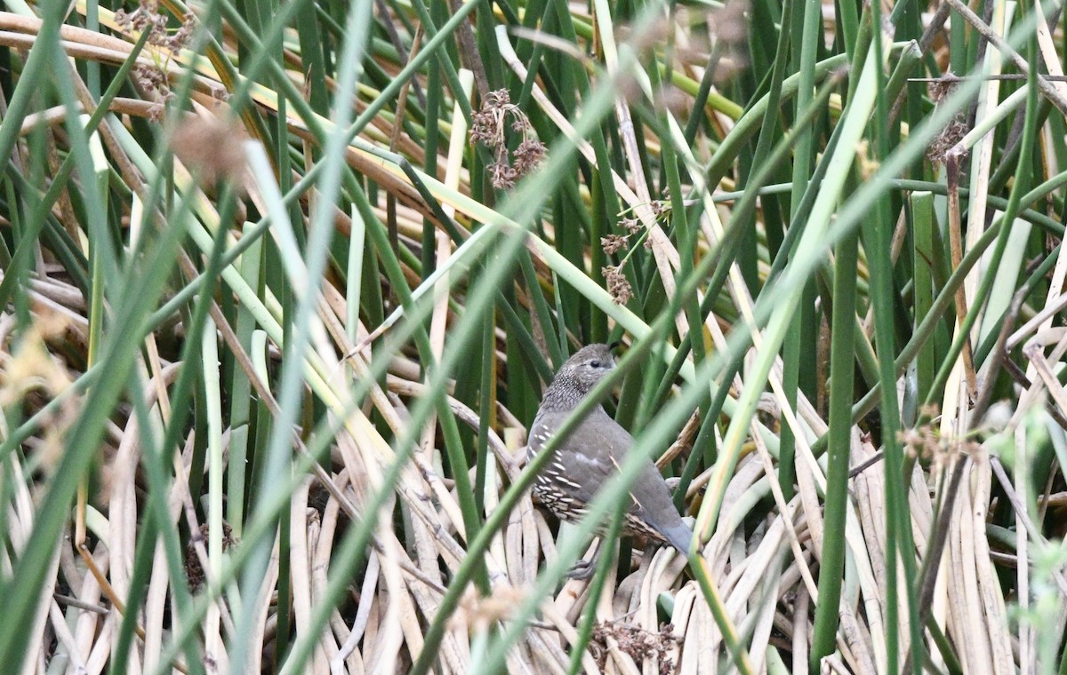 California Quail - ML642230998