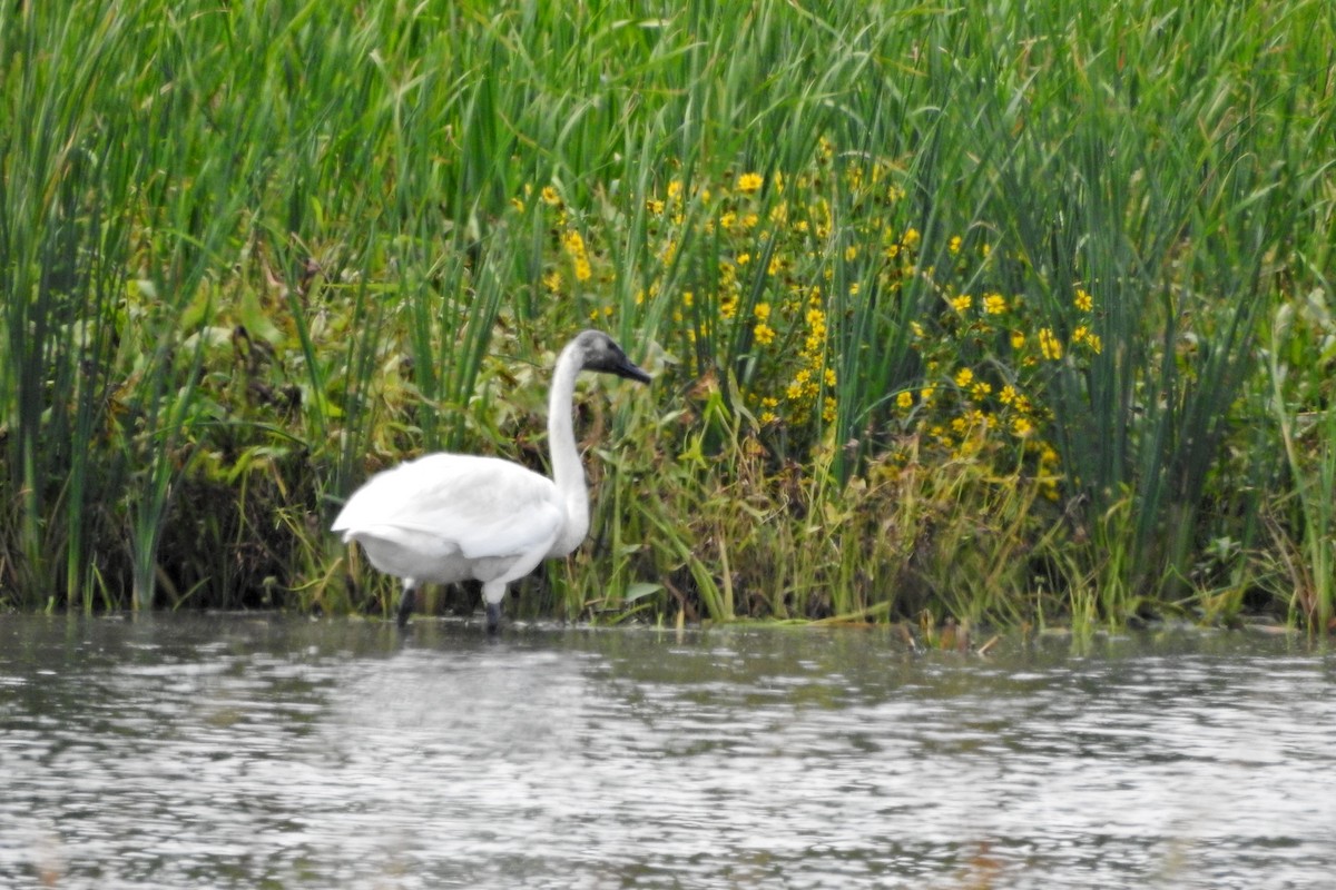 Tundra Swan - ML642231010