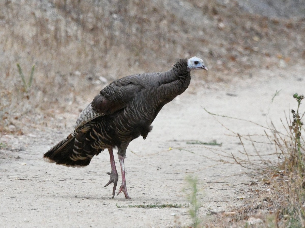 Wild Turkey - ML642231013