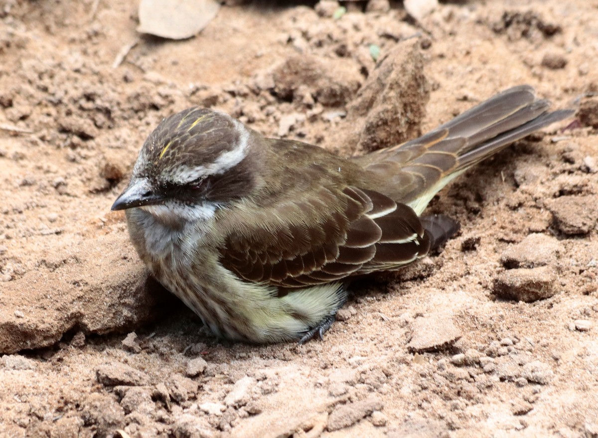 Piratic Flycatcher - ML642231014