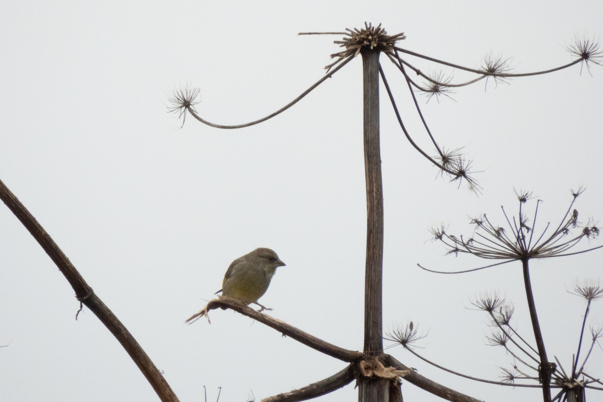 European Greenfinch - ML642231017