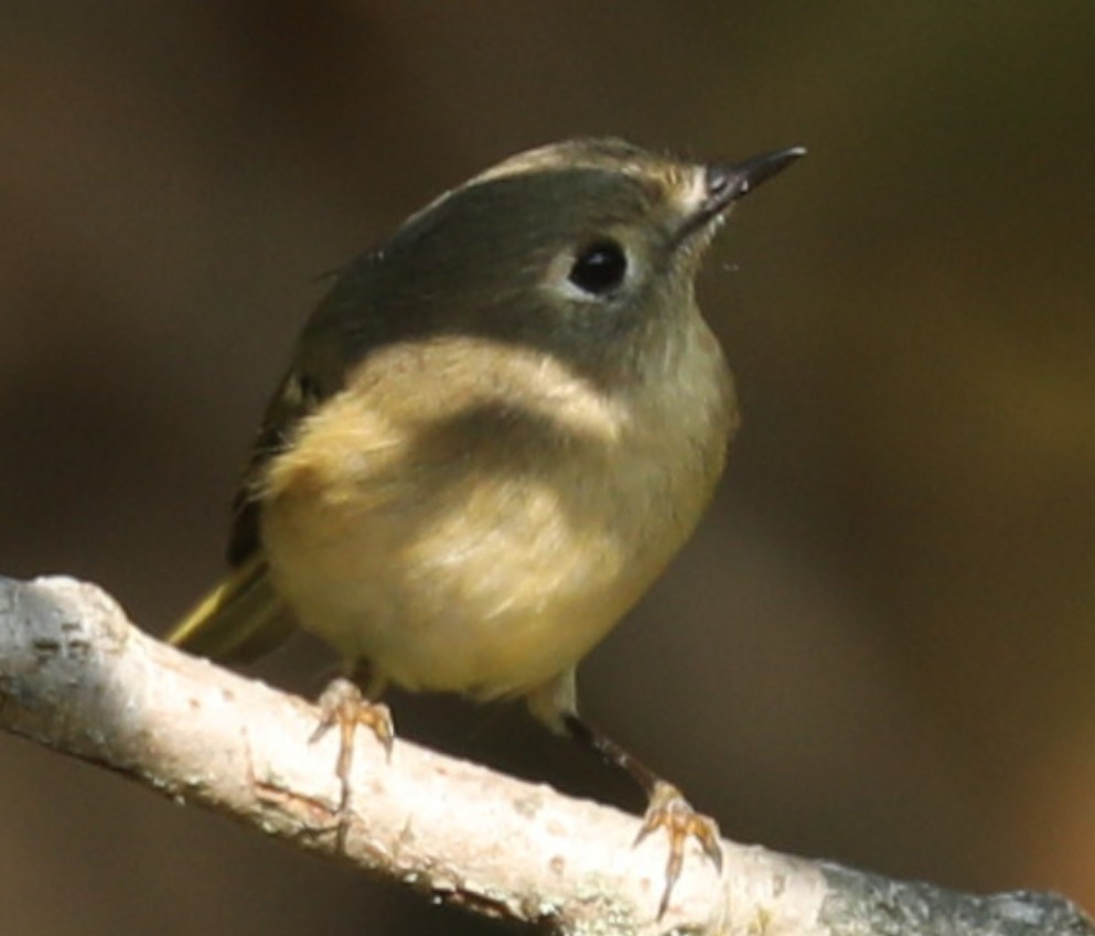 Ruby-crowned Kinglet - ML642231018