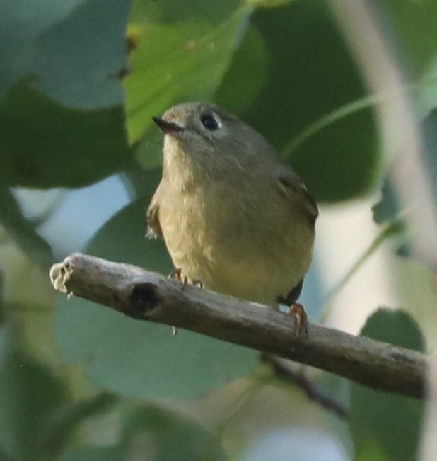 Ruby-crowned Kinglet - ML642231019