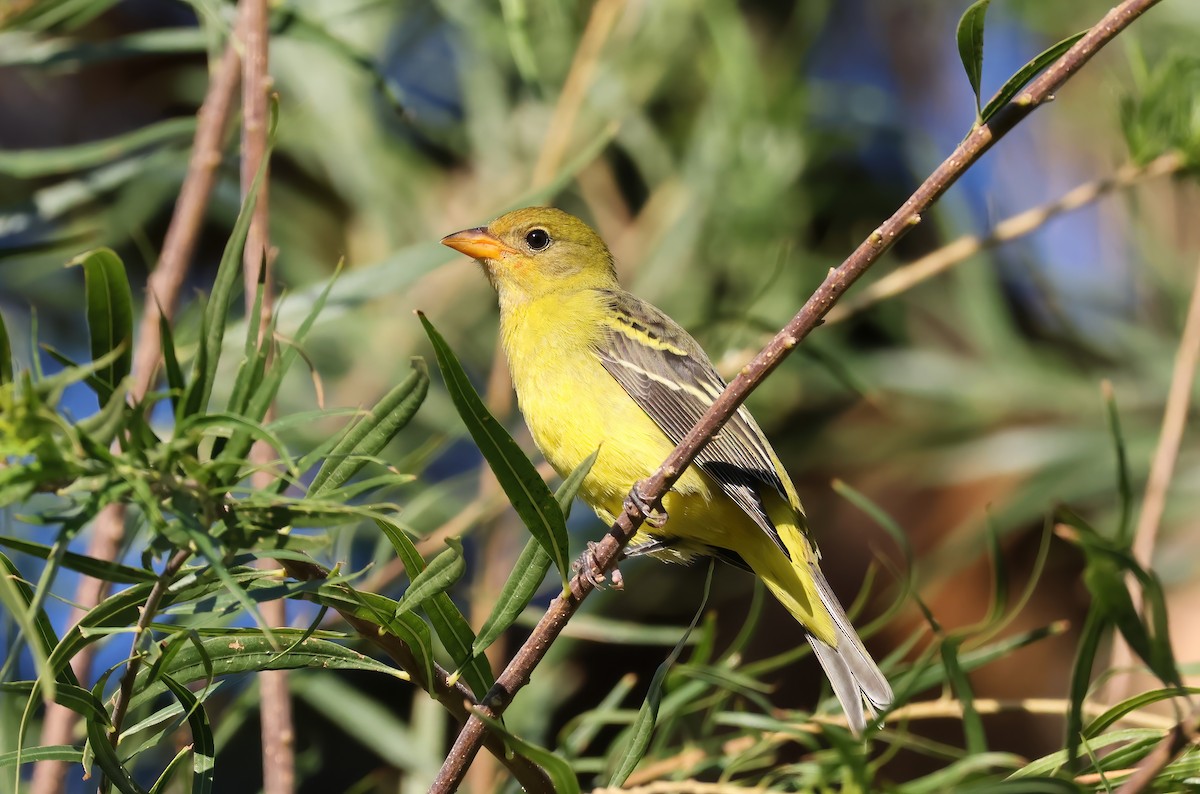 Western Tanager - ML642231023