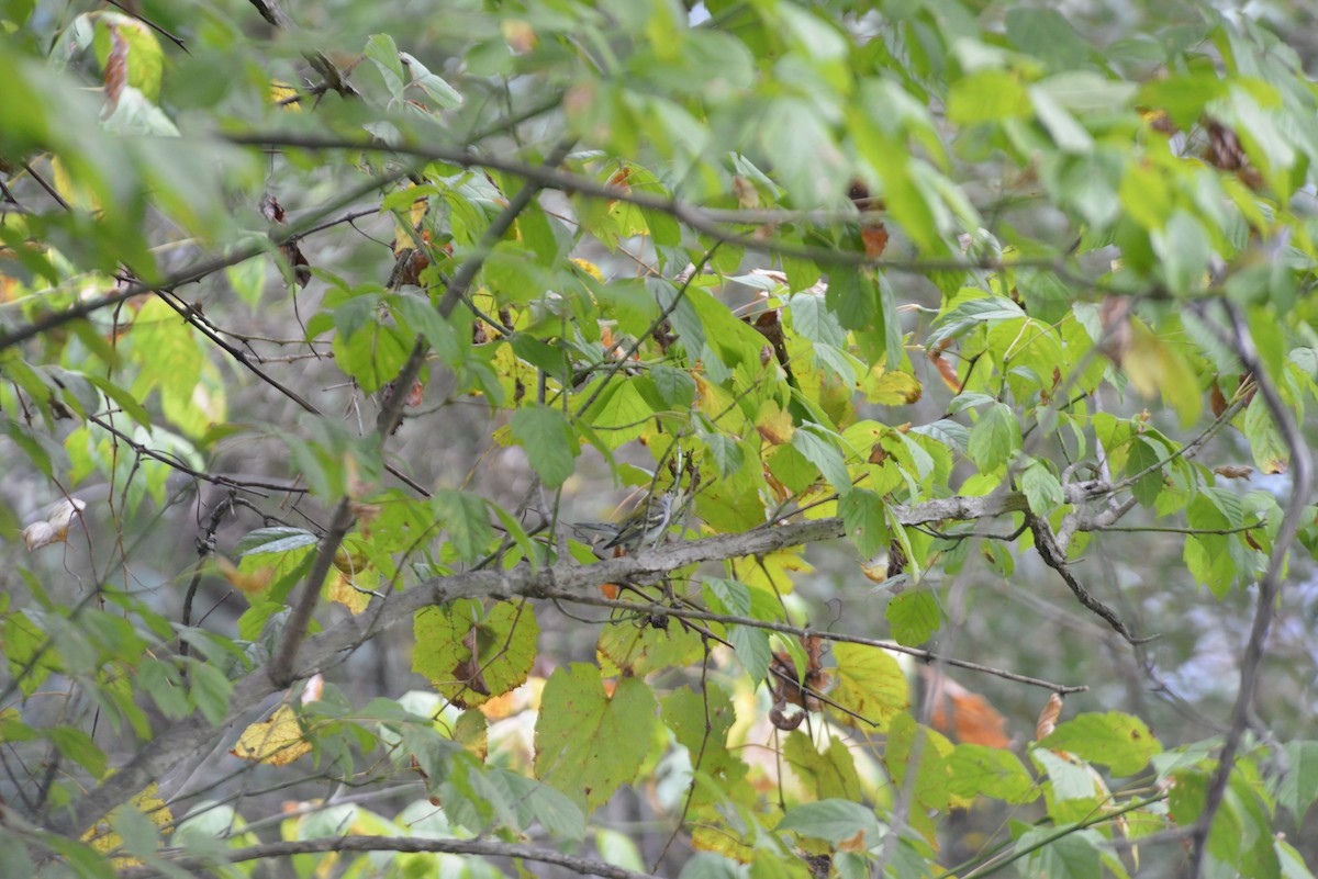 Chestnut-sided Warbler - ML642231026