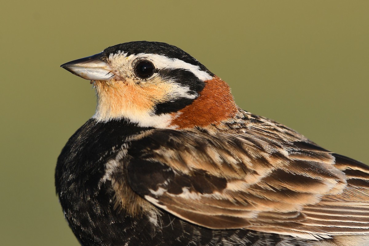 Chestnut-collared Longspur - ML642231028