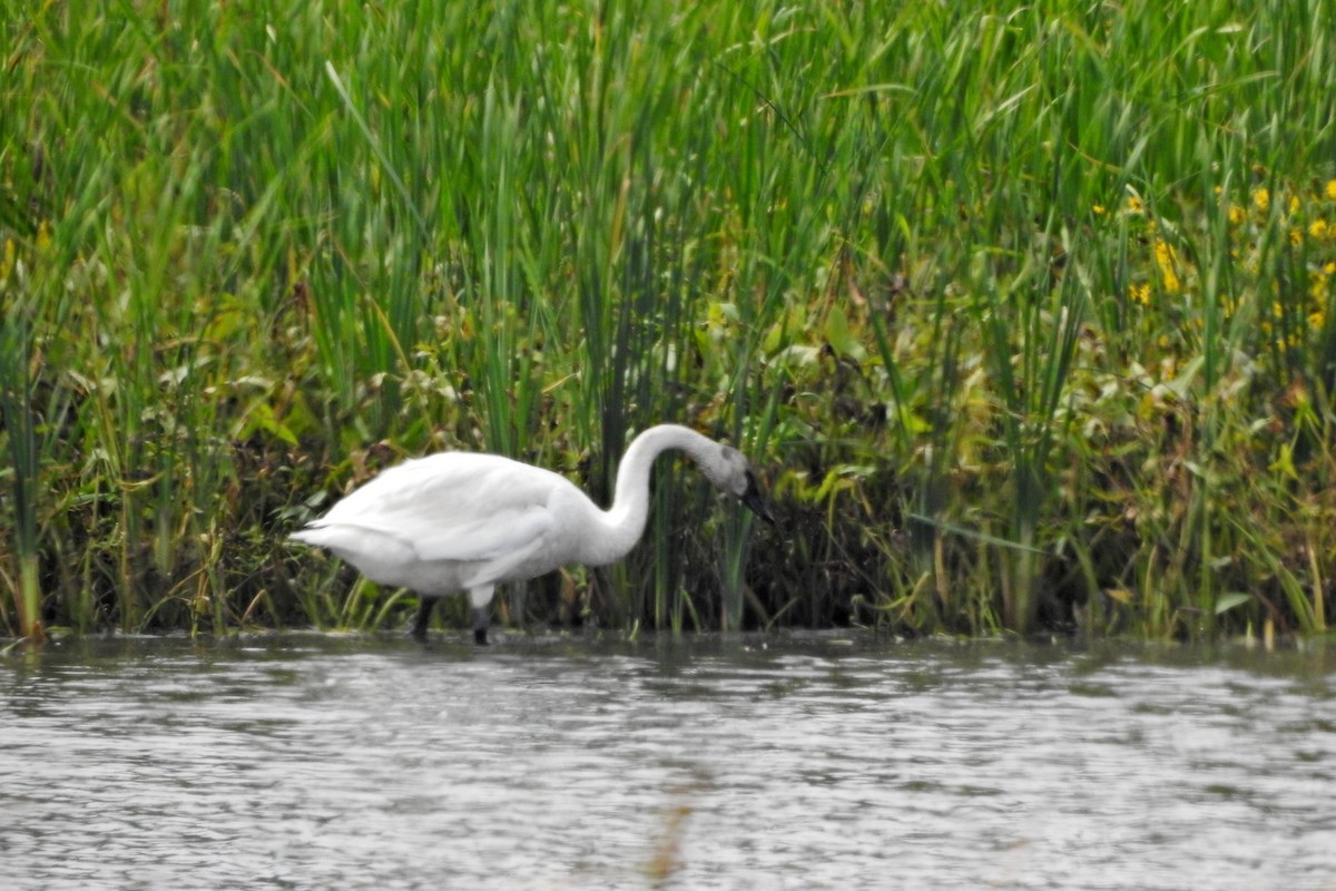 Tundra Swan - ML642231029