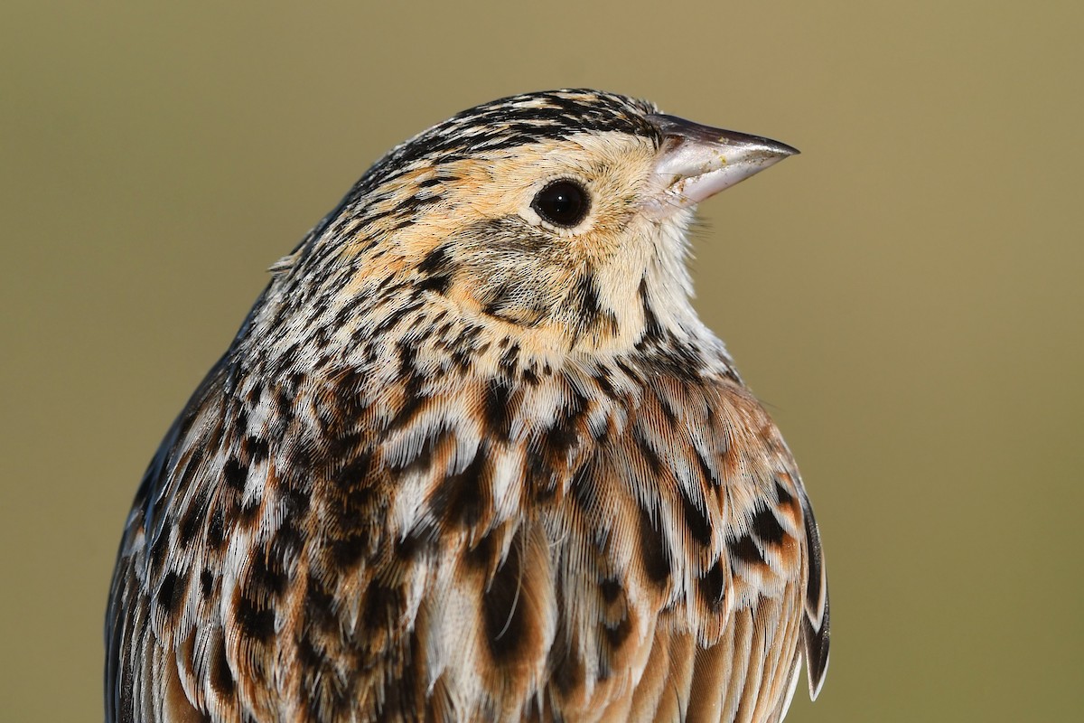 Baird's Sparrow - ML642231037