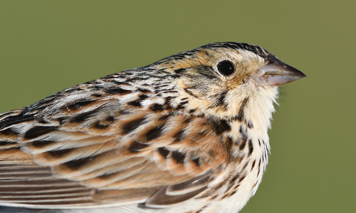 Baird's Sparrow - ML642231038