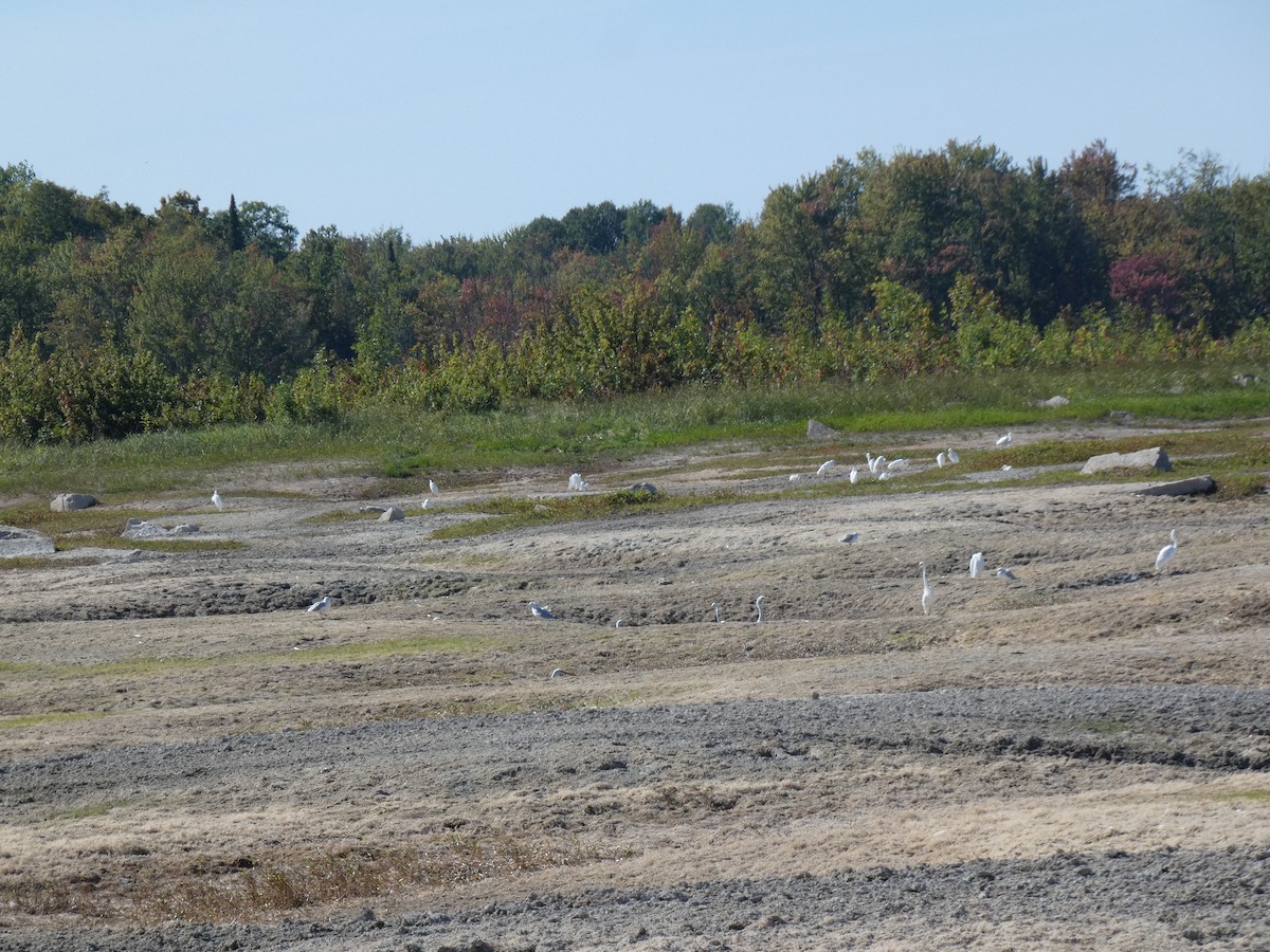 Great Egret - ML642231042