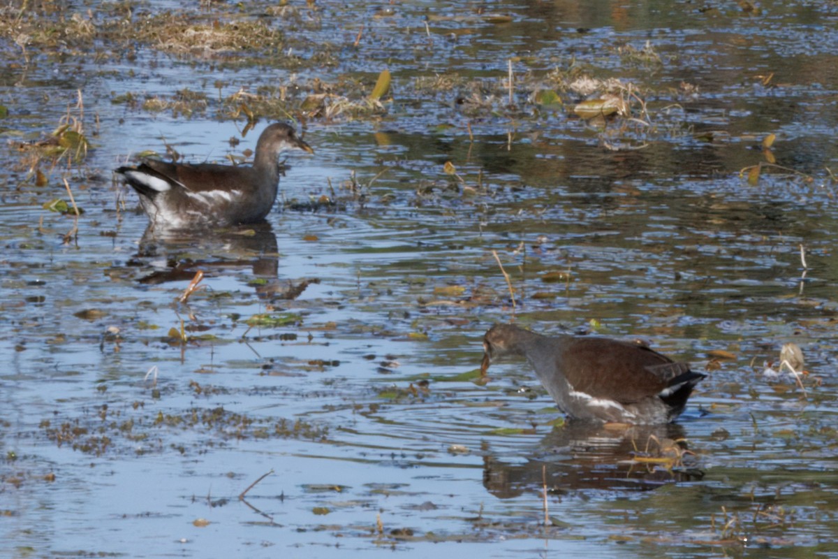 Common Gallinule - ML642231072