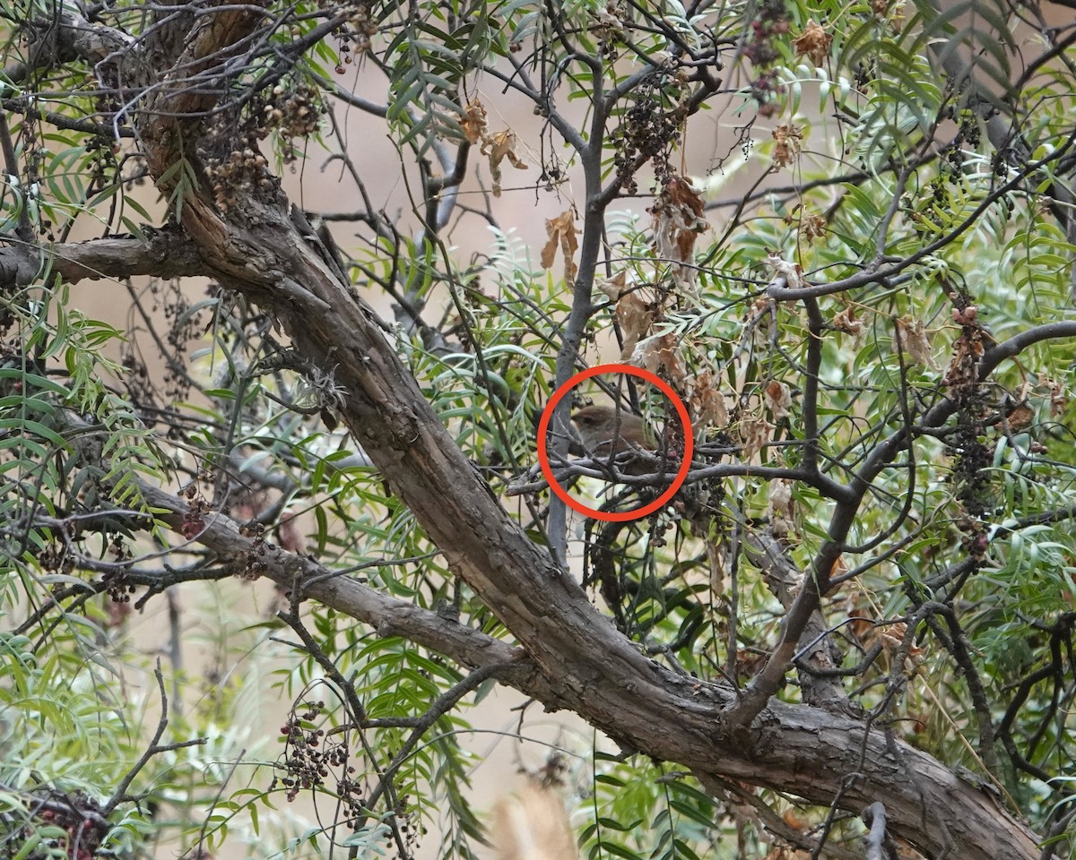 Rusty-fronted Canastero - ML642231108