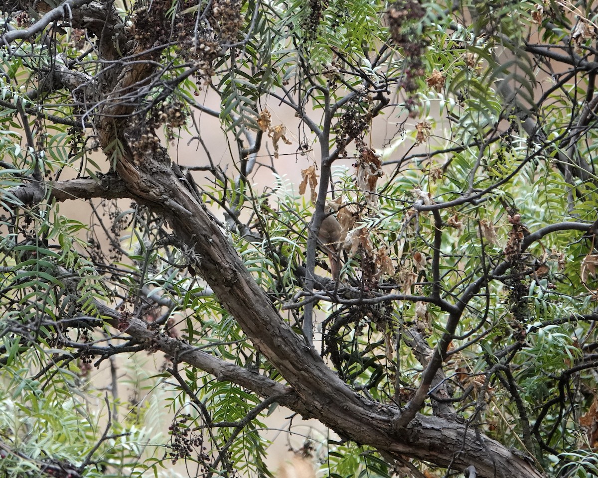 Rusty-fronted Canastero - ML642231110