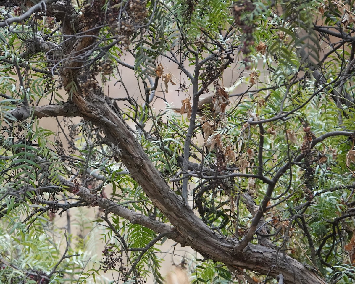 Rusty-fronted Canastero - ML642231114