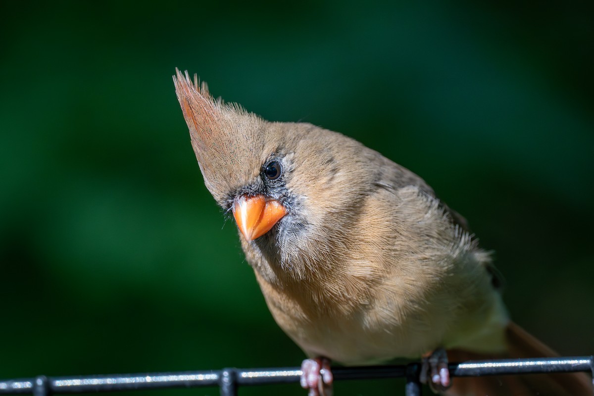 Northern Cardinal - ML642231143