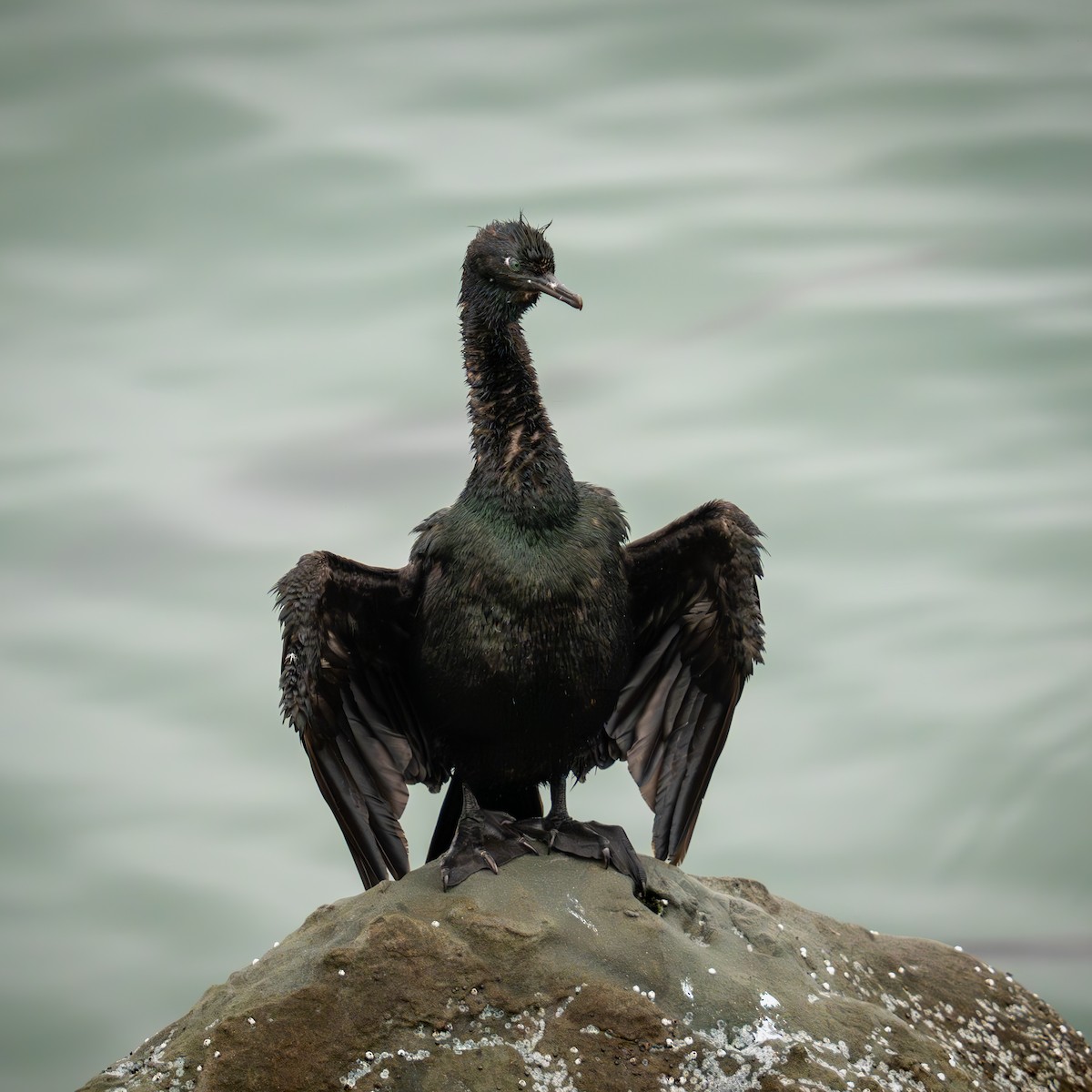 Pelagic Cormorant - ML642231145