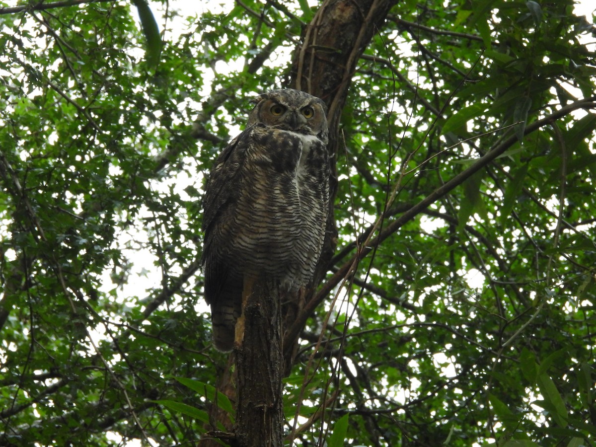 Great Horned Owl - ML642231185