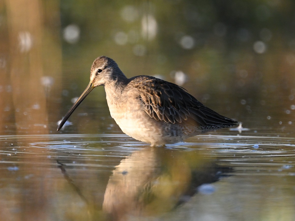 Long-billed Dowitcher - ML642231188
