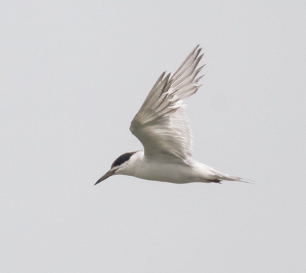 Forster's Tern - ML642231199