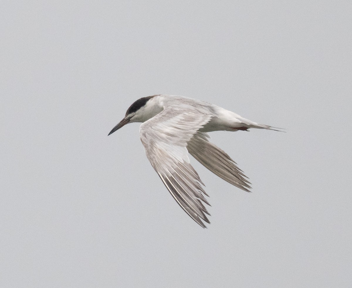 Forster's Tern - ML642231200
