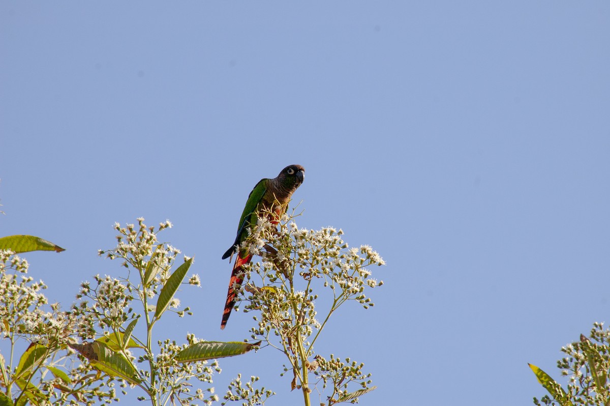 Green-cheeked Parakeet - ML642231239