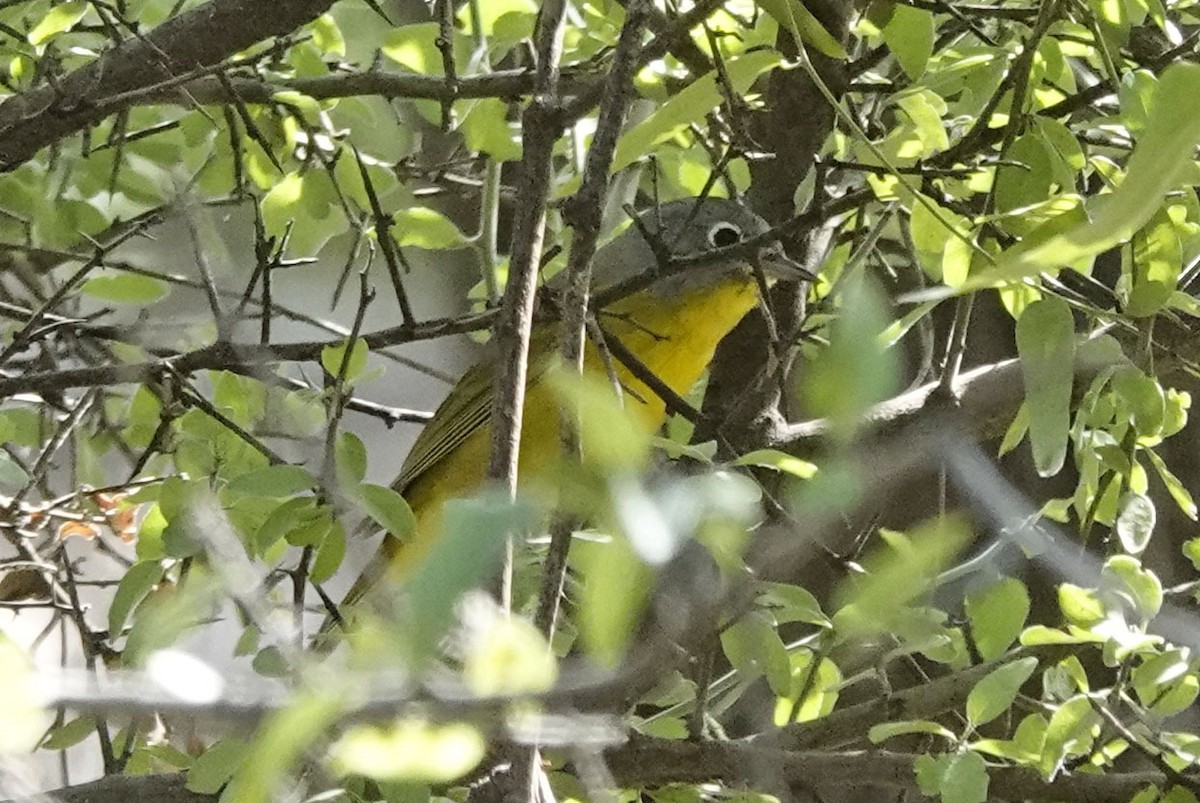 Nashville Warbler - ML642231246