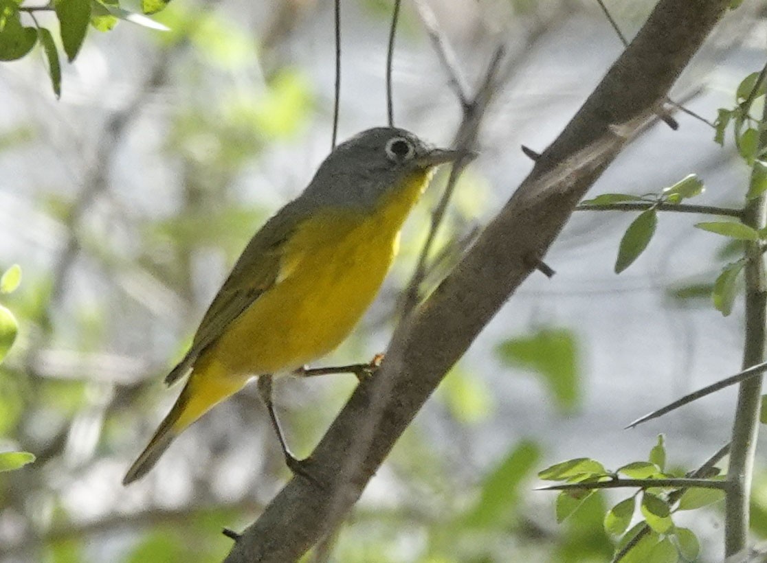 Nashville Warbler - ML642231247