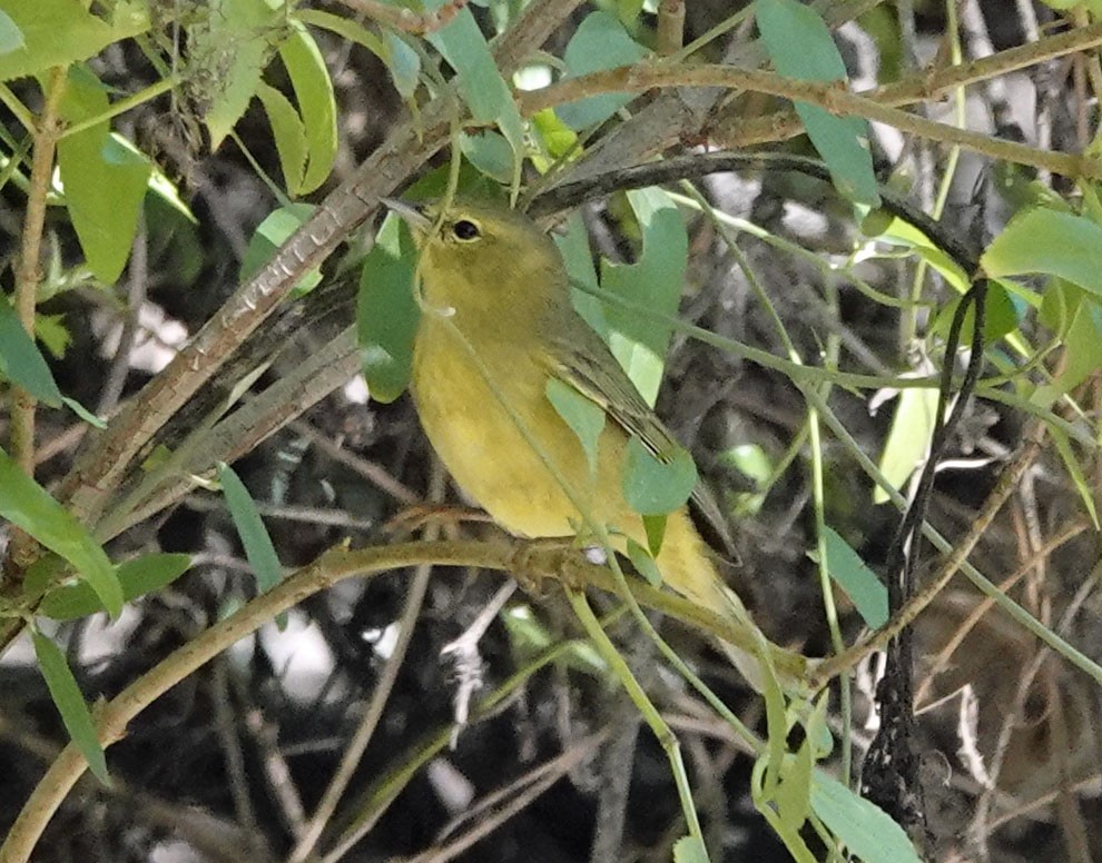 Orange-crowned Warbler - ML642231268