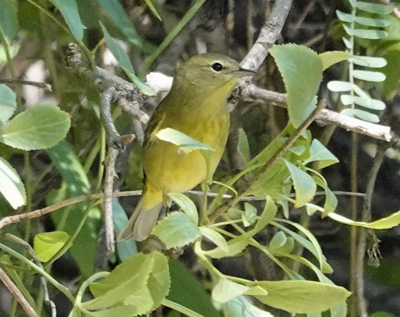 Orange-crowned Warbler - ML642231269