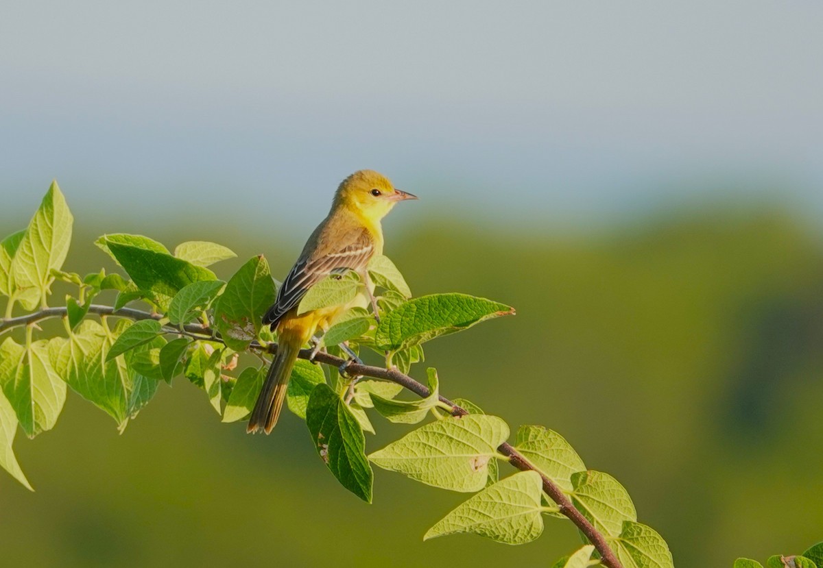 Orchard Oriole - ML642231278