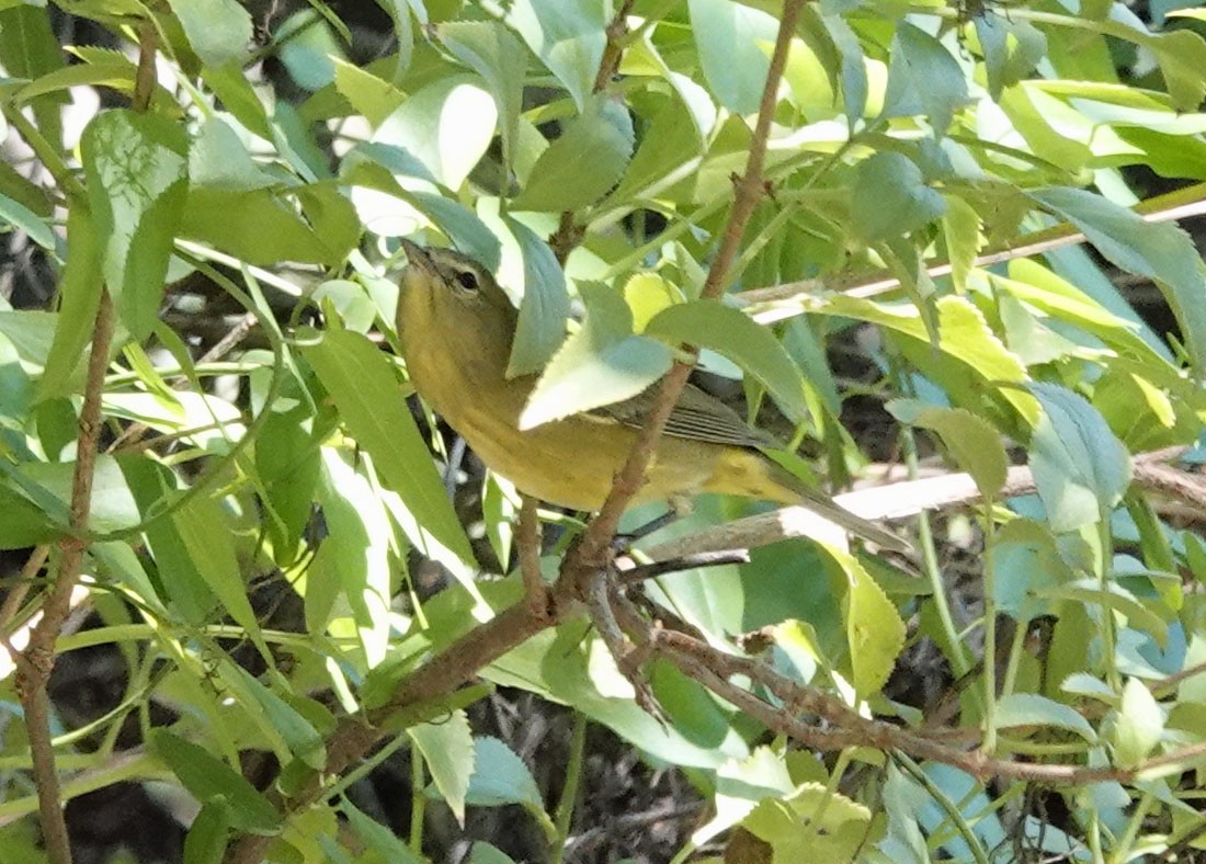 Orange-crowned Warbler - ML642231294