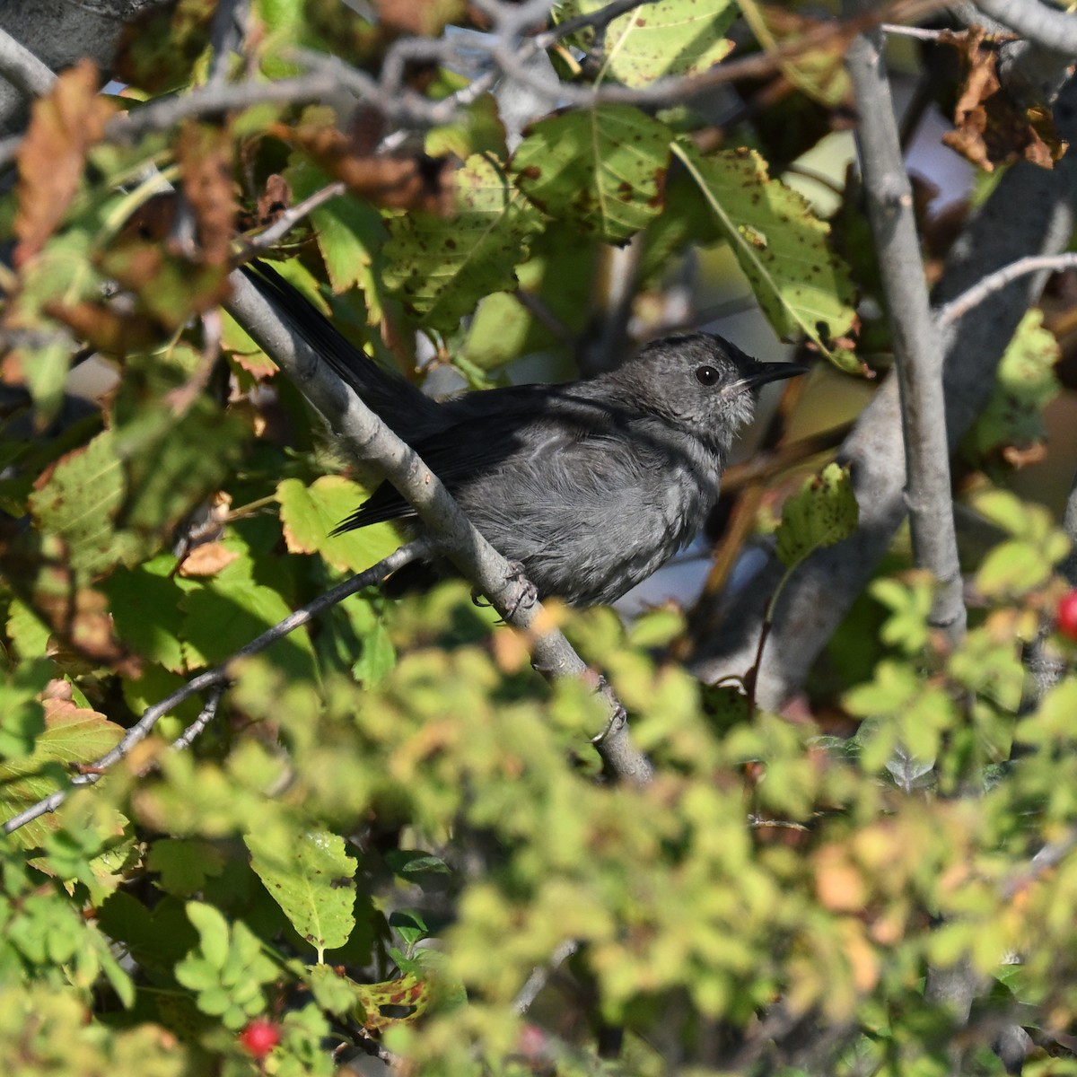 Gray Catbird - ML642231298