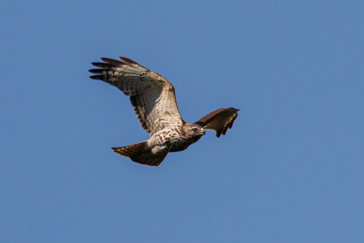 Broad-winged Hawk - ML642231347