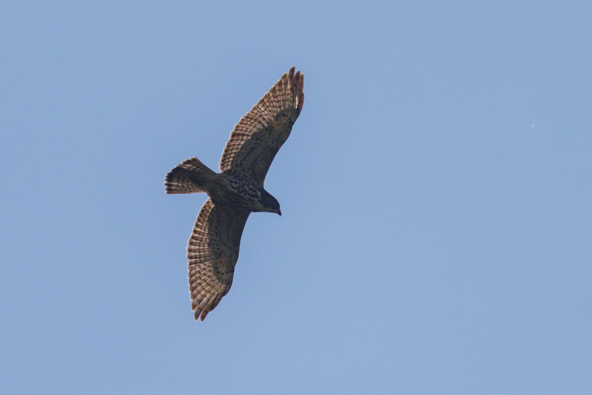 Broad-winged Hawk - ML642231372