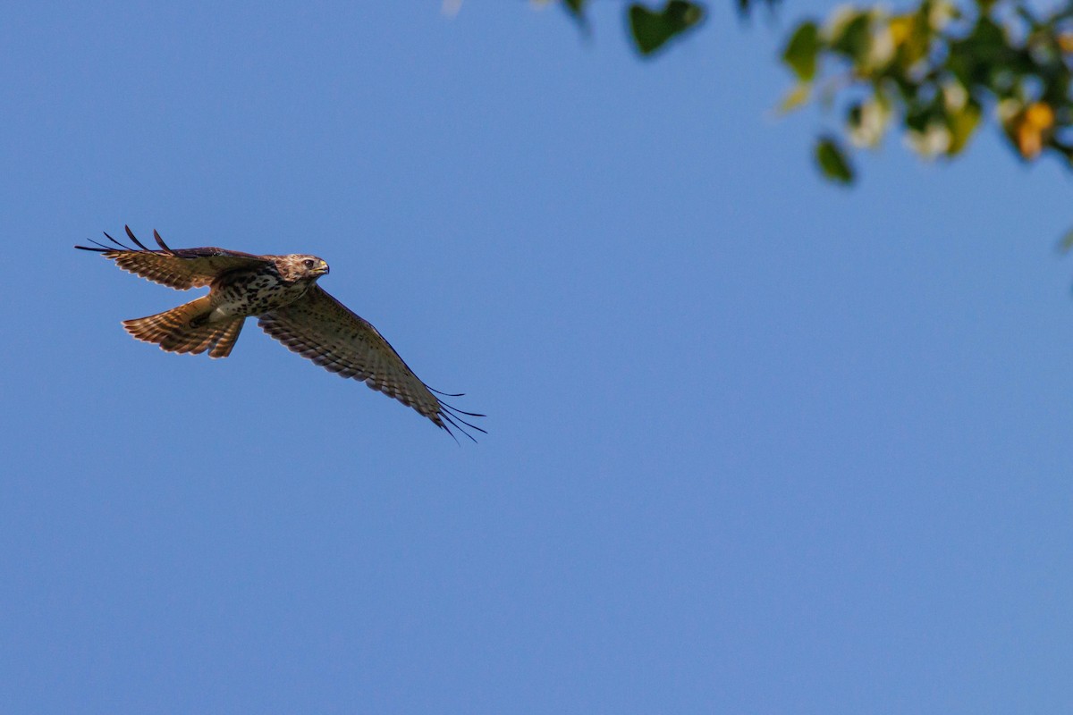Broad-winged Hawk - ML642231380