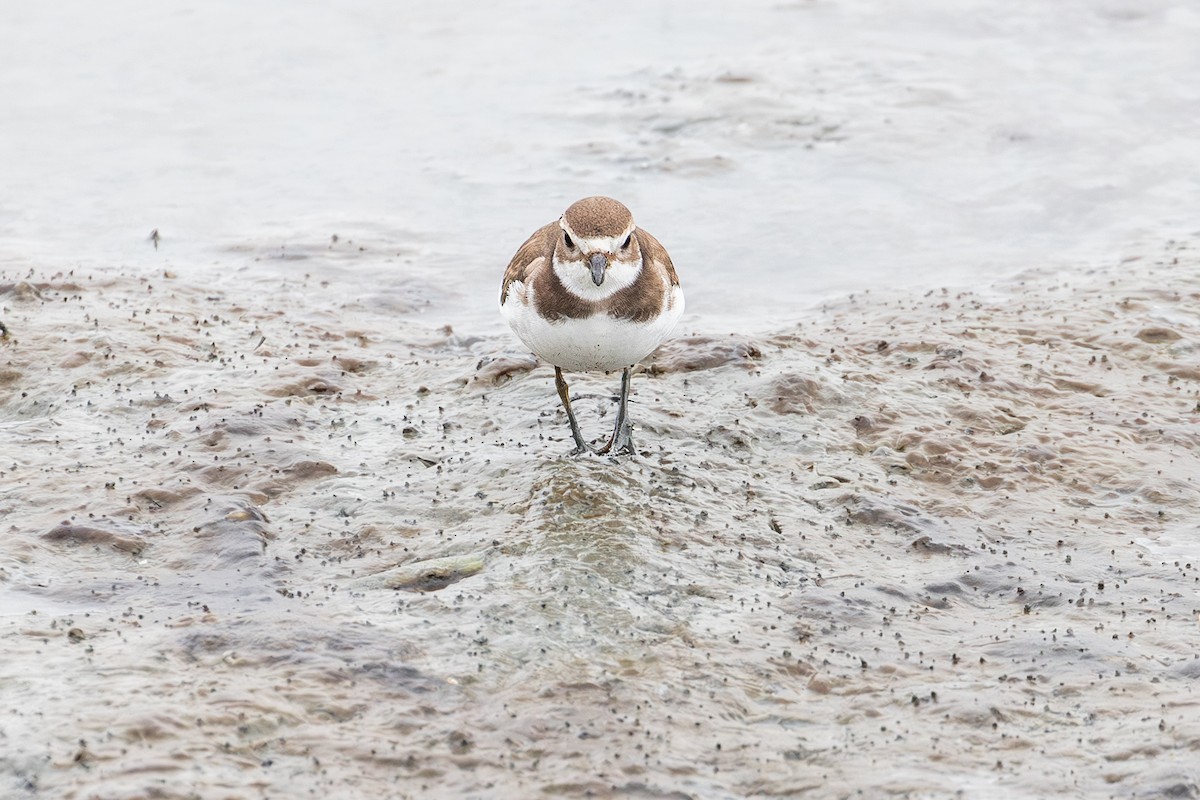 Semipalmated Plover - ML642231419