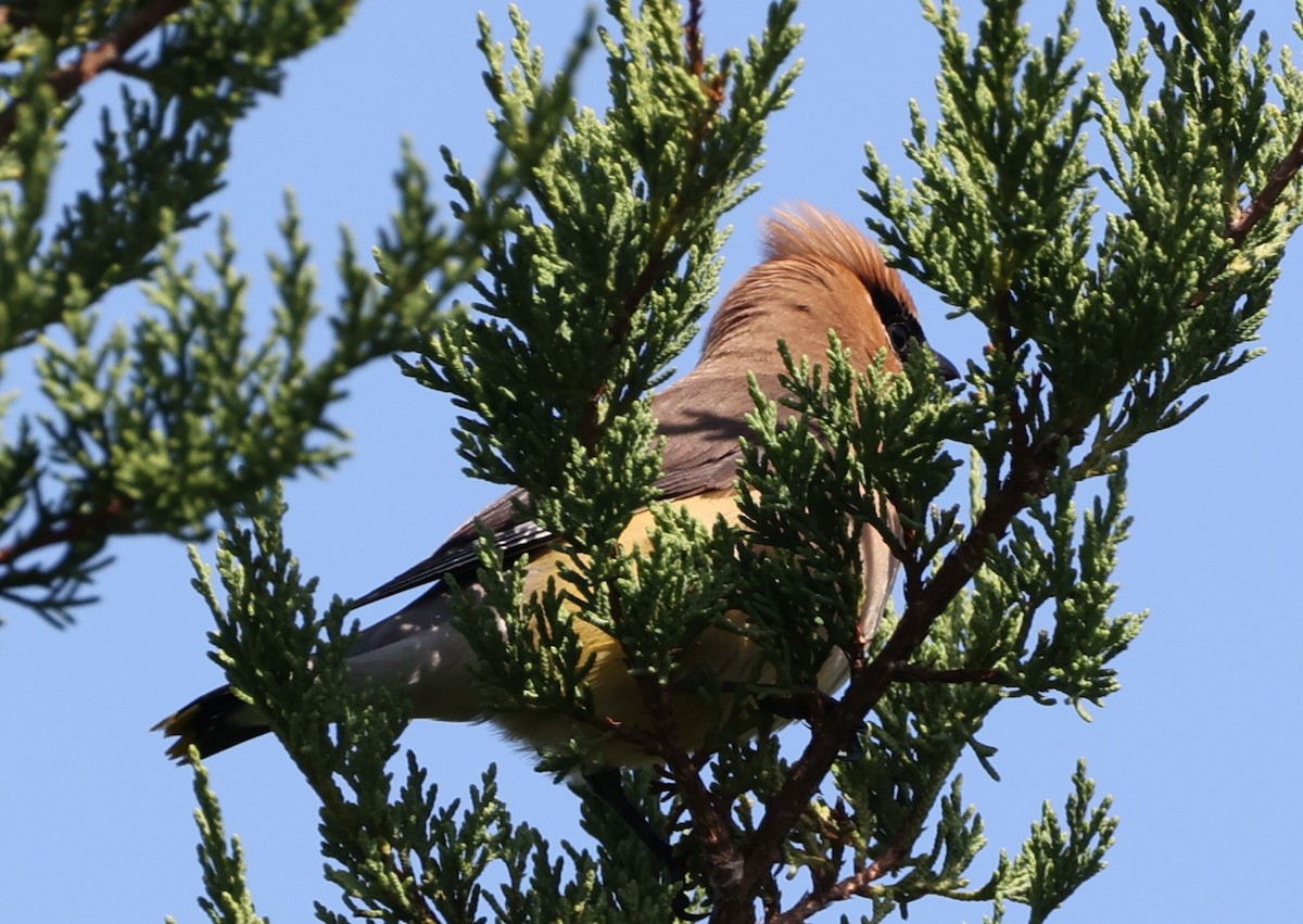 Cedar Waxwing - ML642231423