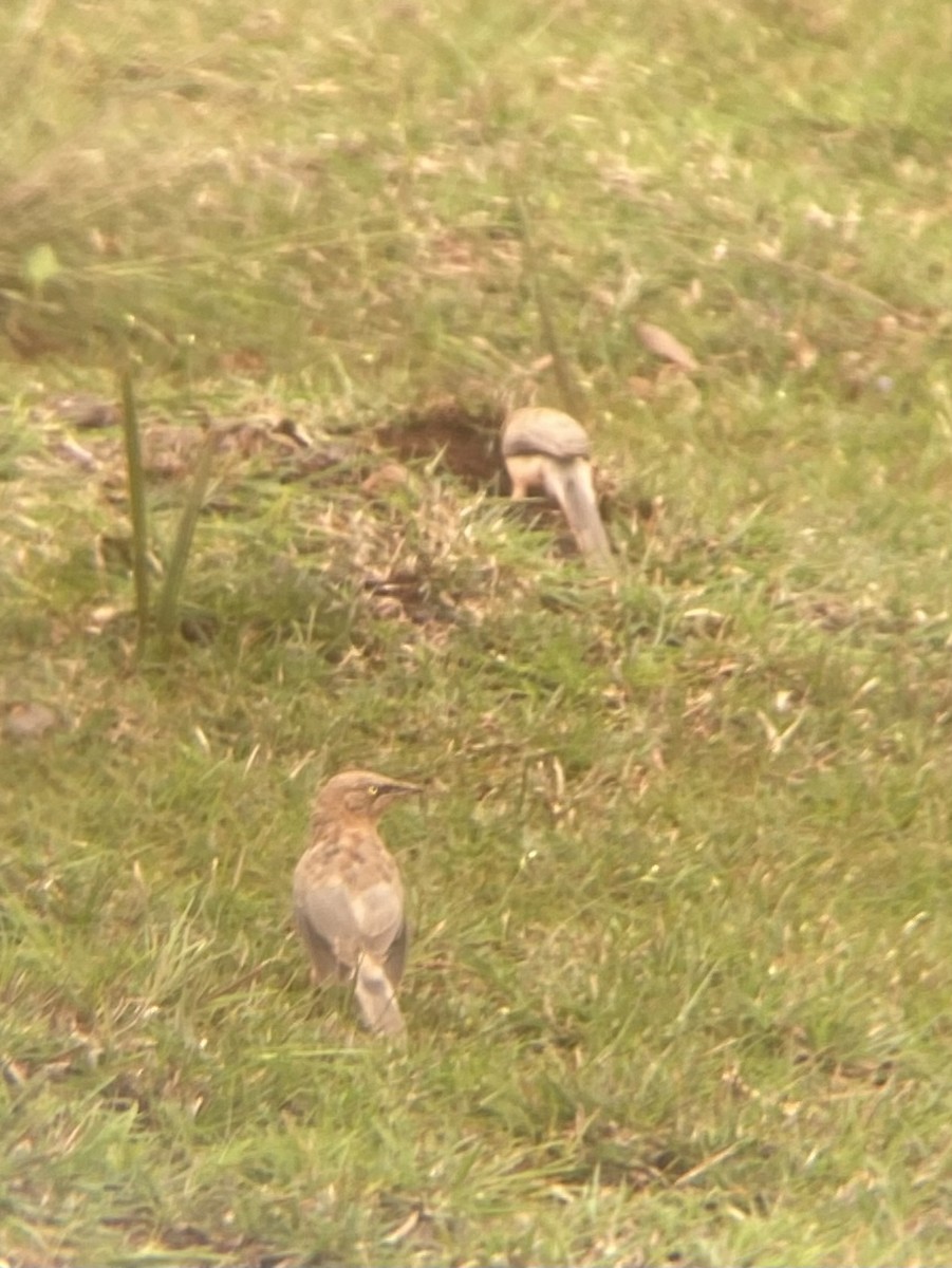 Large Gray Babbler - ML642231433