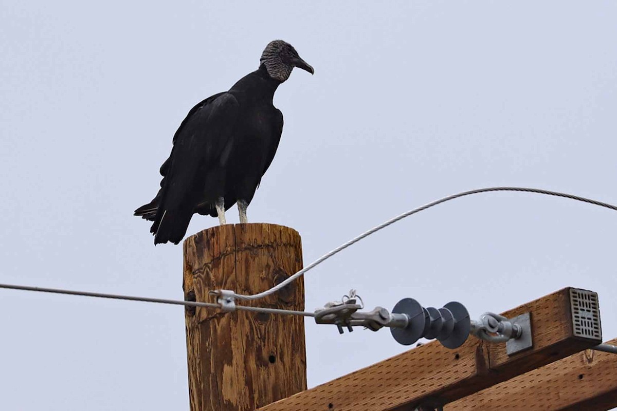 Black Vulture - ML642231434