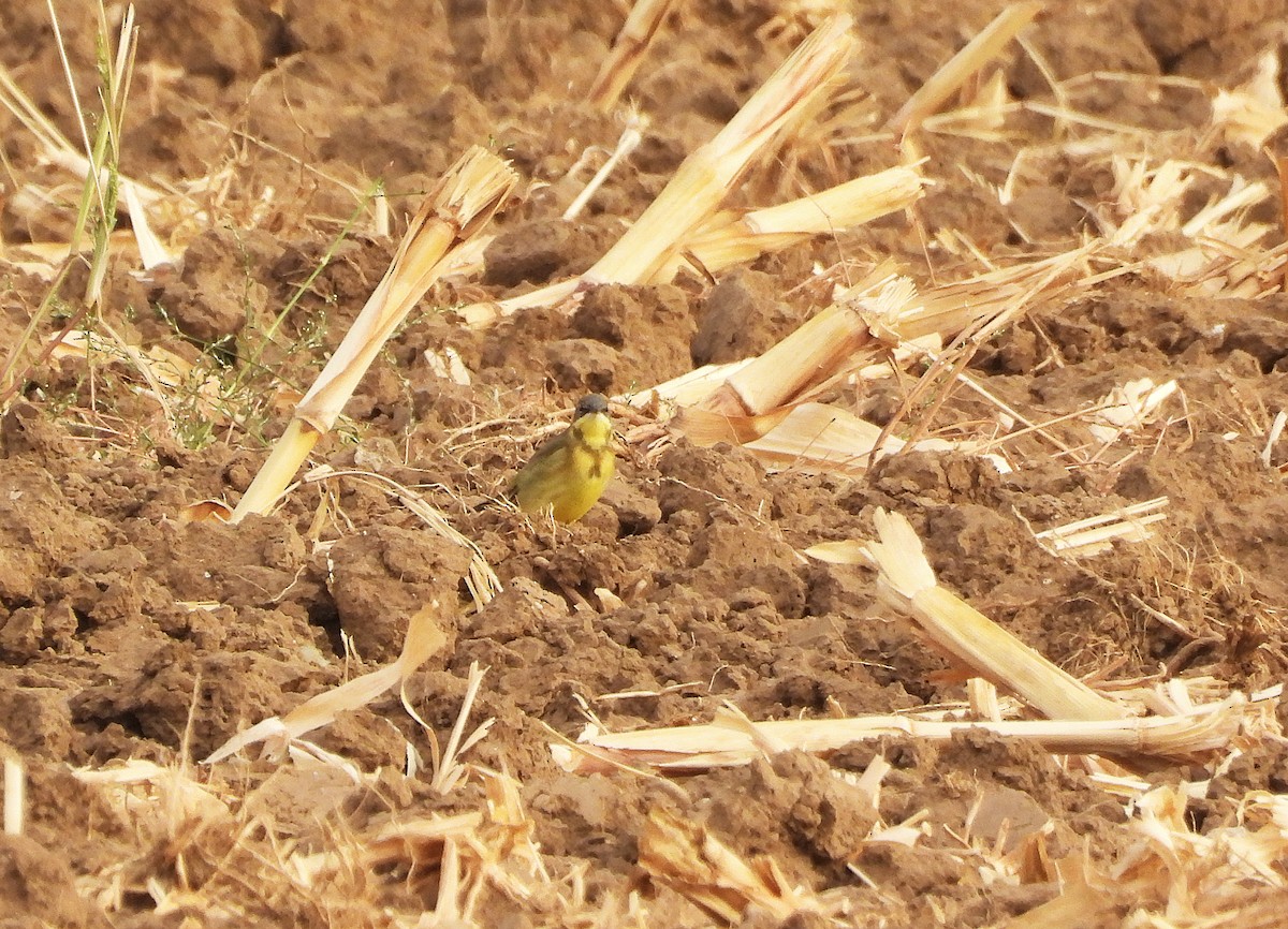 Western Yellow Wagtail (thunbergi) - ML642231435