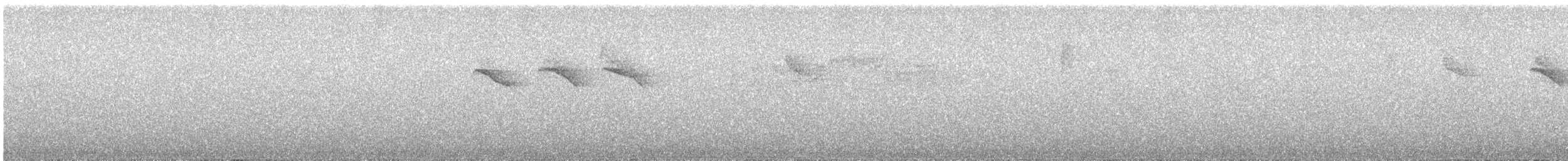 Pin-tailed Manakin - ML642231440