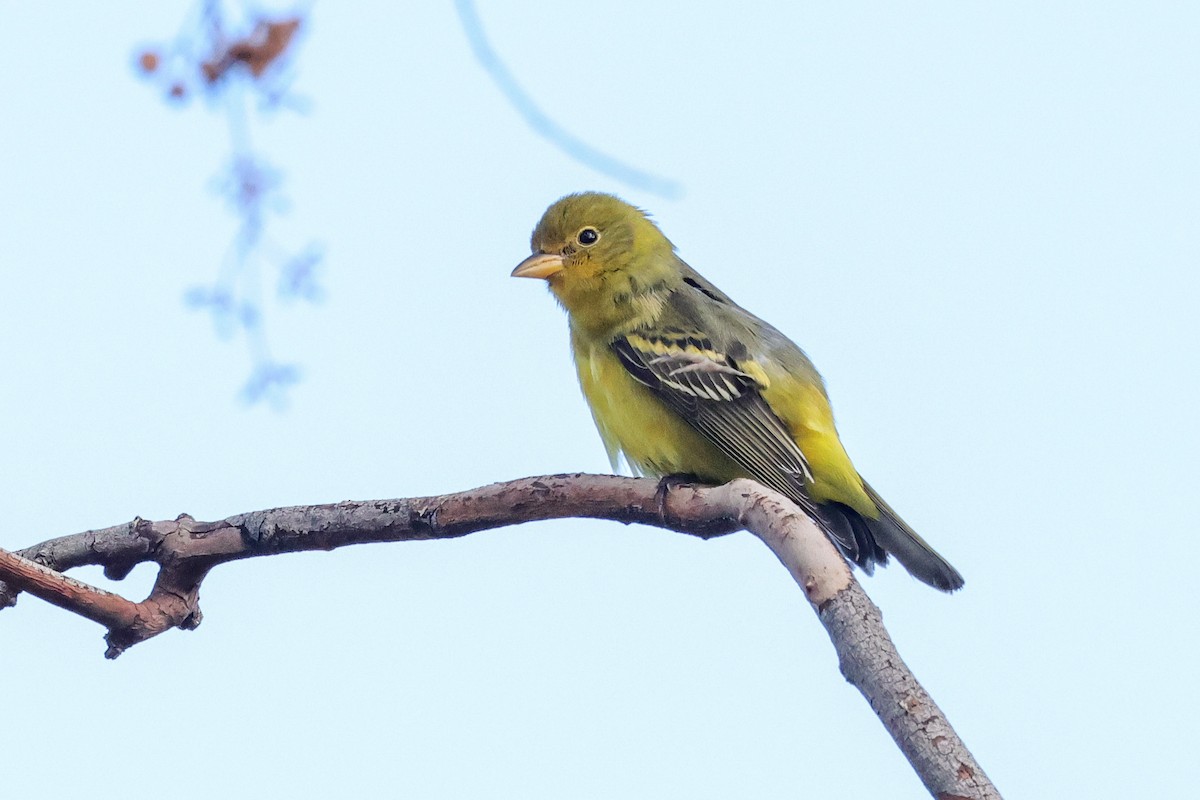 Western Tanager - ML642231454