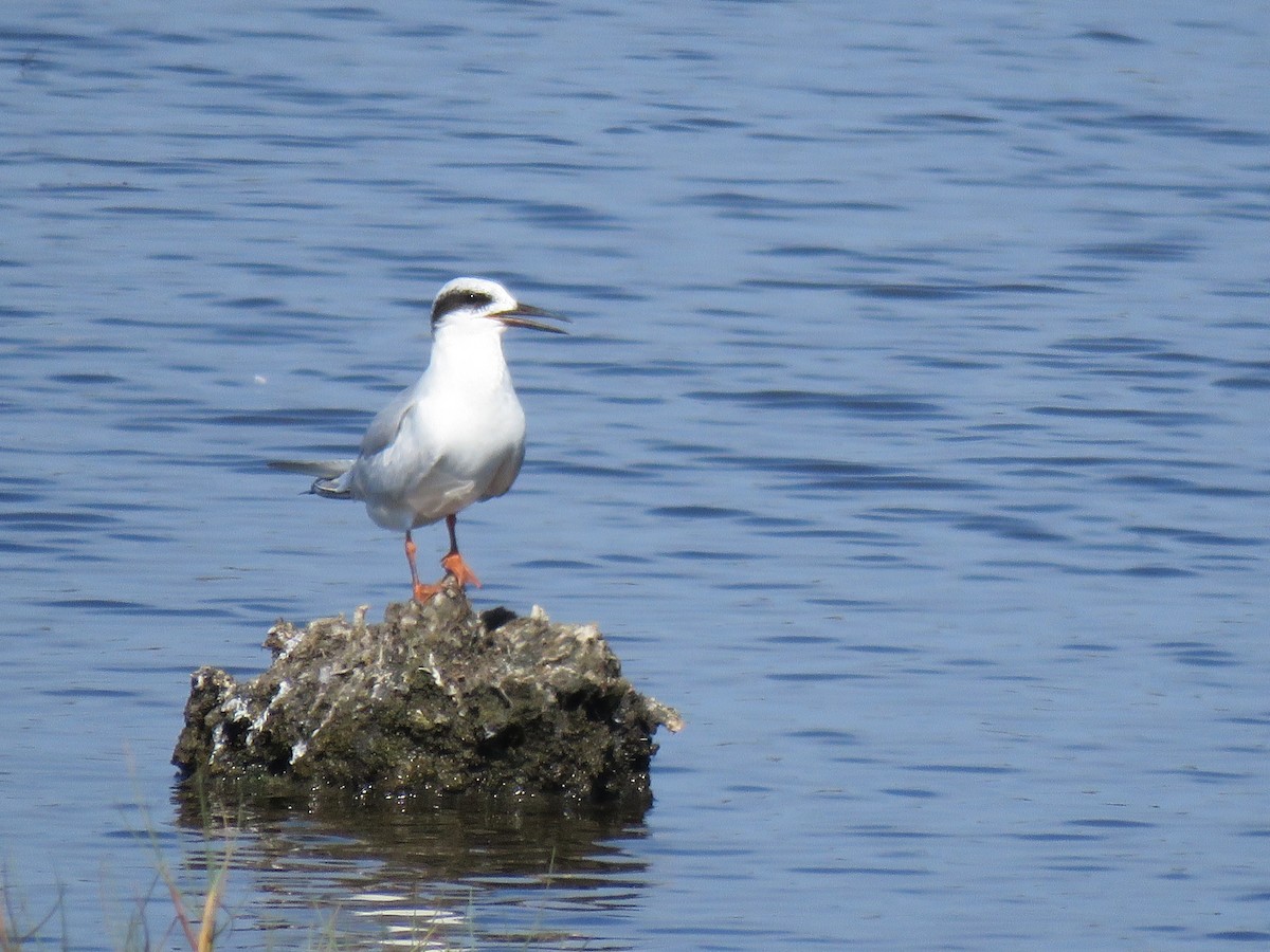 Forster's Tern - ML642231471