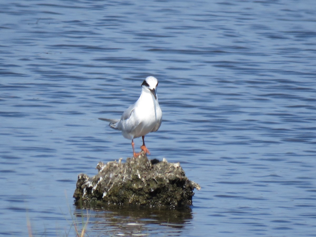 Forster's Tern - ML642231472