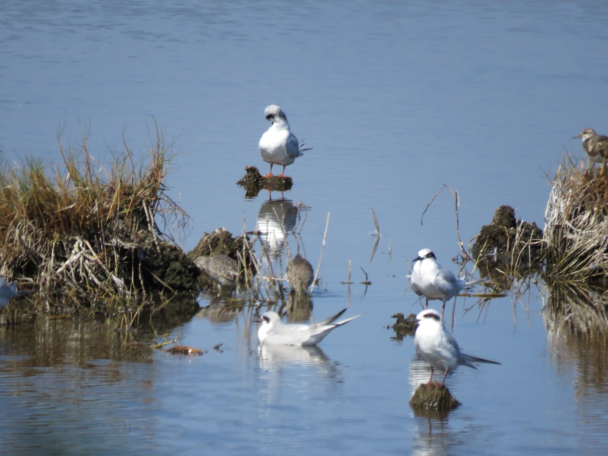 Forster's Tern - ML642231473