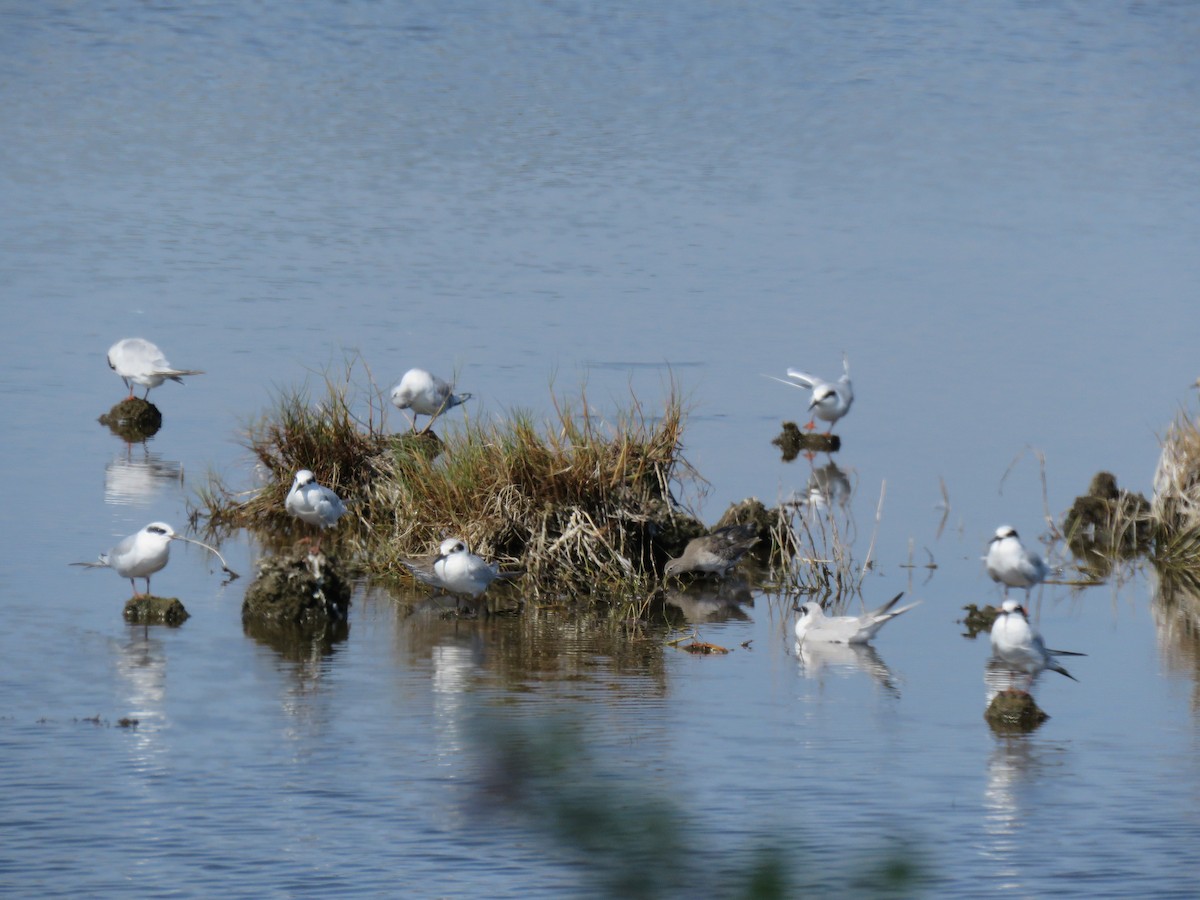 Forster's Tern - ML642231475